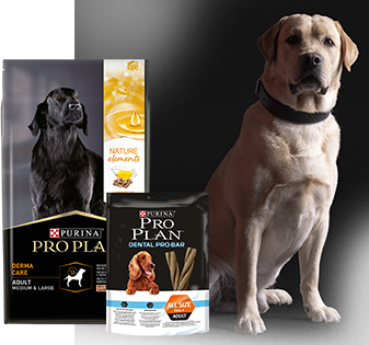 Diet veterinar