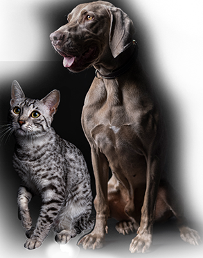 Diet veterinar