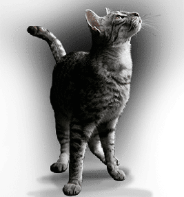 cat