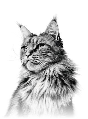 MainCoon.png