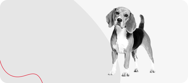 for_dogs.png