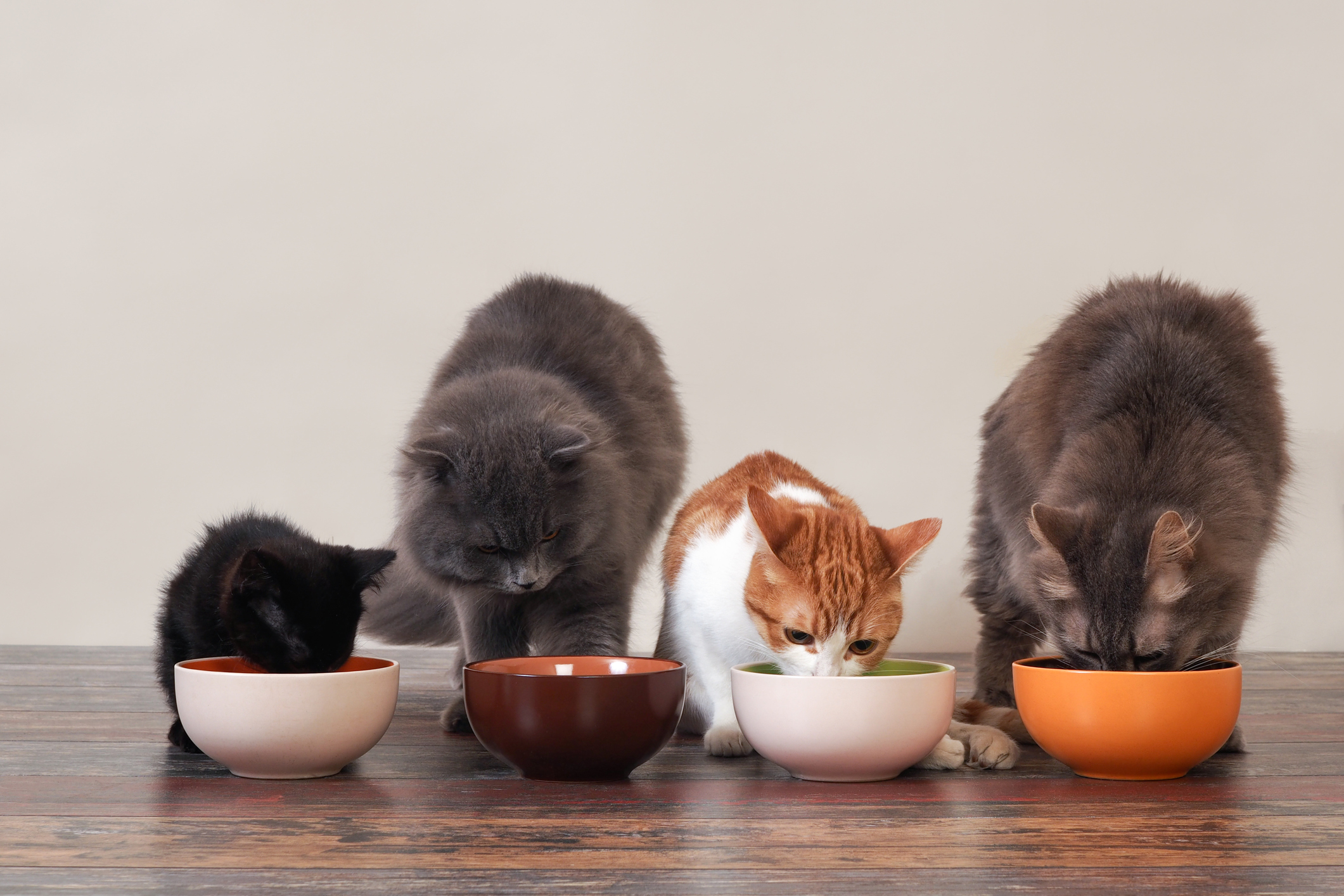 Каким кормом лучше кормить кошку: советы ветеринаров | Интернет-магазин  ЗооМаг в Москве