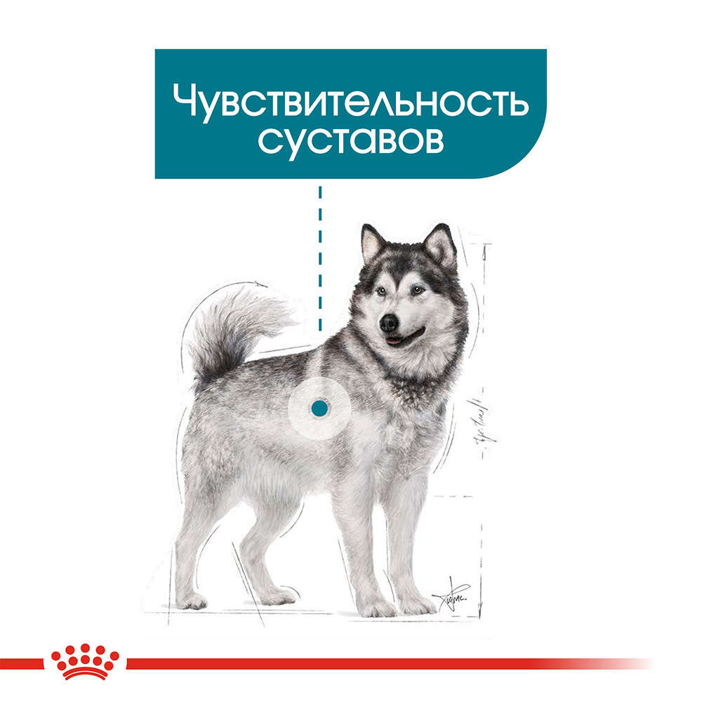 Royal canin hot sale husky