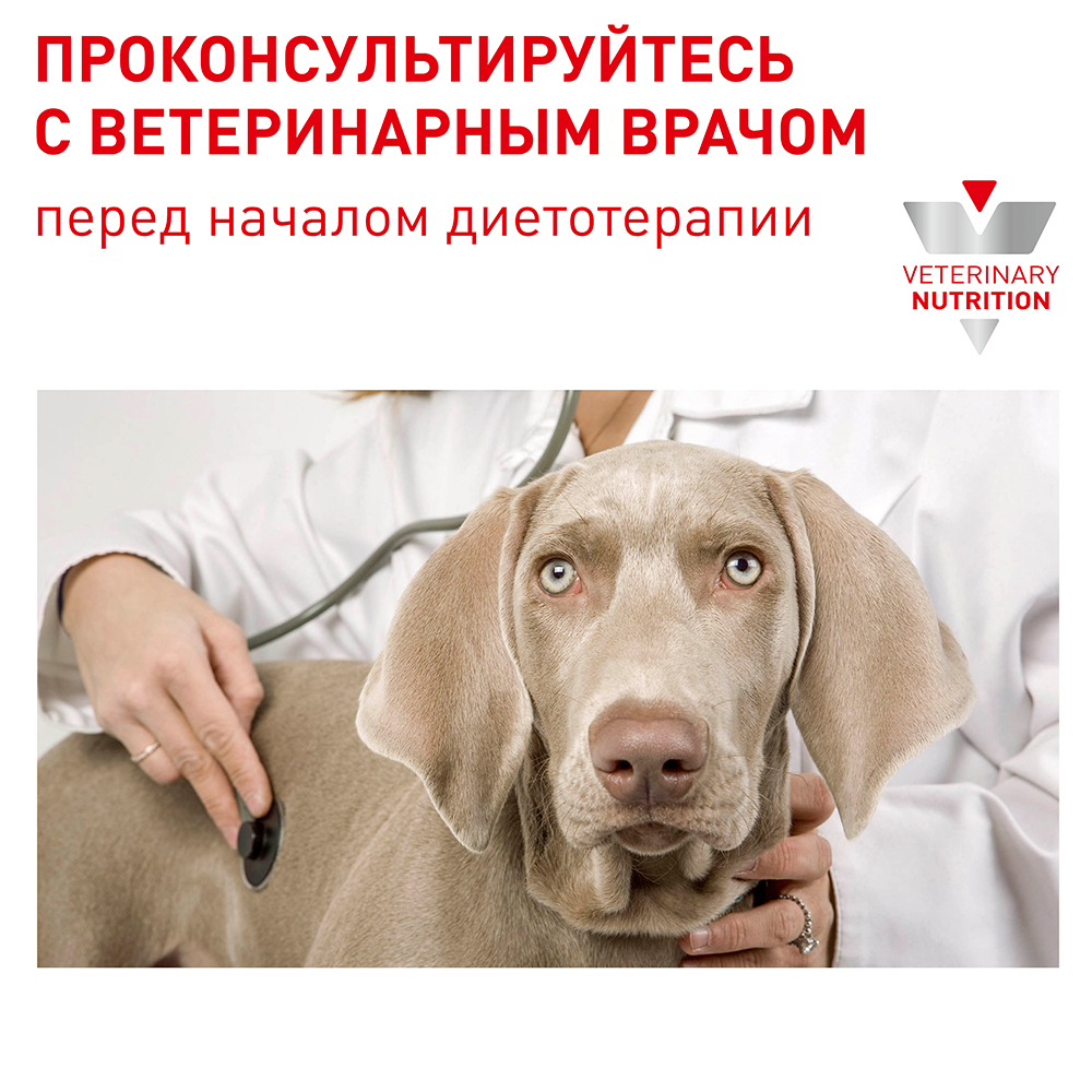 Royal Canin Neutered Adult Small Dog / Сухой корм Роял Канин для  Кастрированных или Стерилизованных собак Мелких пород 800 г купить в Москве  по низкой цене 767₽ | интернет-магазин ZooMag.ru