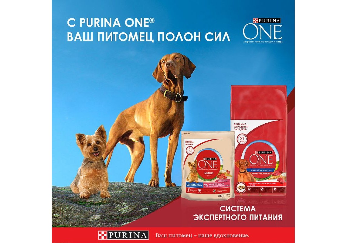 PURINA ONE ADULT / Влажный корм Паучи Пурина УАН для взрослых собак мелких  пород с курицей (цена за упаковку) 85г х 26шт купить в Москве по низкой  цене 940₽ | интернет-магазин ZooMag.ru