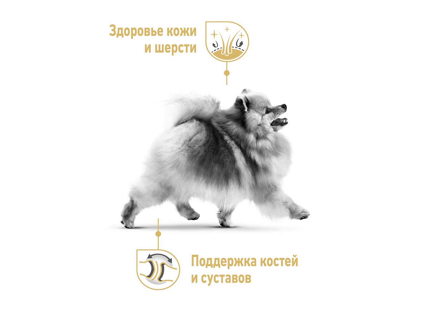 Royal Canin Breed dog Pomeranian Adult / Сухой корм Роял Канин для взрослых  собак породы Померанский Шпиц от 8 месяцев и старше 1,5 кг купить в Москве  по низкой цене 1 338₽ | интернет-магазин ZooMag.ru