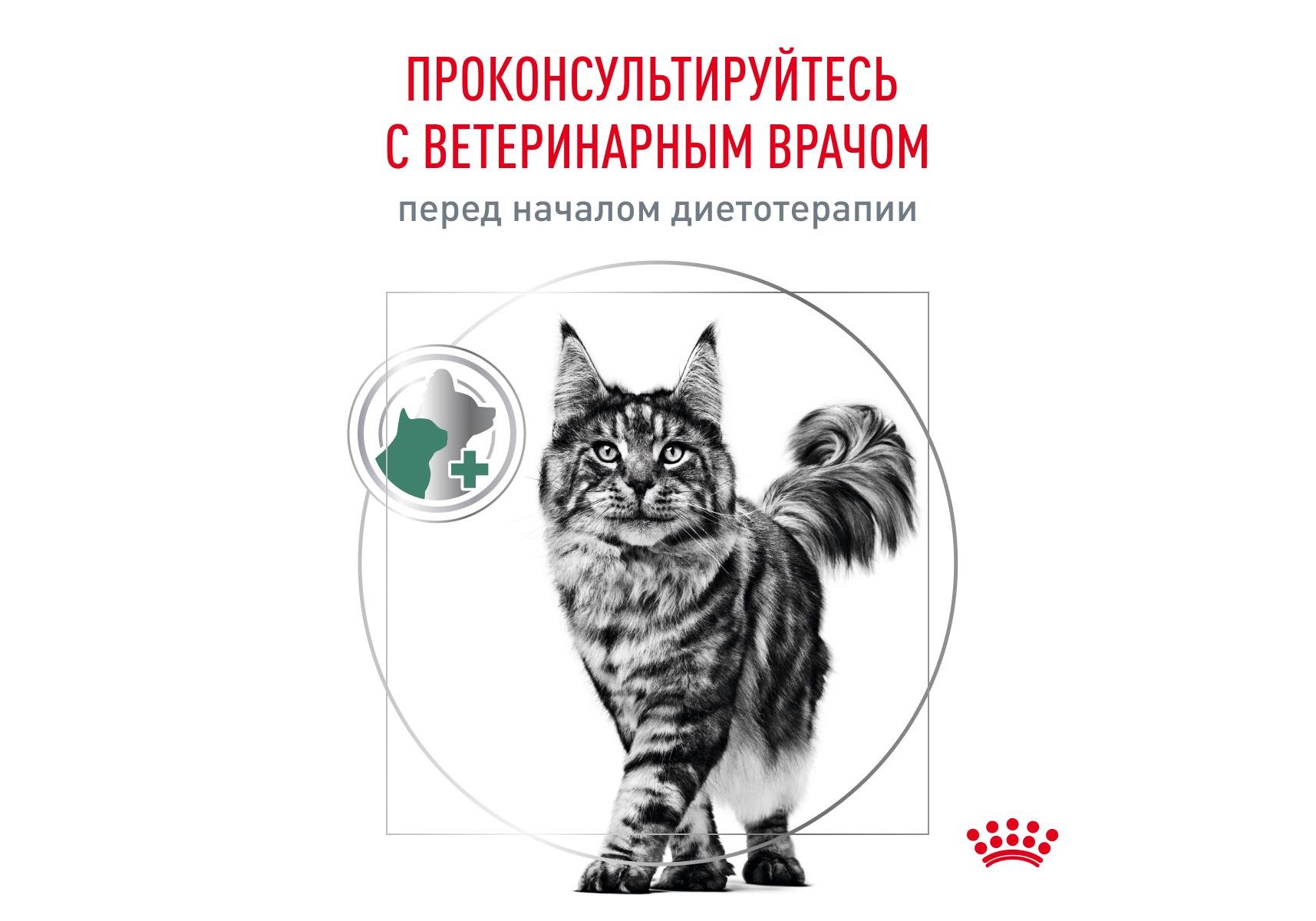 Royal Canin Diabetic DS46 / Ветеринарный сухой корм Роял Канин Диабетик для  кошек Сахарный диабет 400 г купить в Москве по низкой цене 836₽ |  интернет-магазин ZooMag.ru