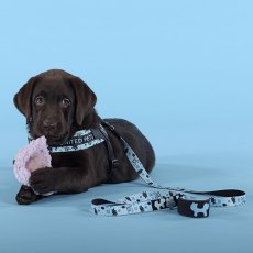 United Pets Complete me Writing / Поводок Юнайтед Петс для собак голубой с рисунком