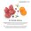 Grandorf Fresh Junior Med & Maxi Lamb & Sweet Potato / Сухой Беззерновой корм Грандорф для Юниоров Средних и Крупных пород Ягненок батат
