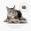 FURminator Medium/Large Cat Long Hair / Фурминатор для кошек Средних и Крупных пород с Длинной шерстью
