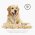 FURminator L Large Dog Long Hair / Фурминатор для собак Крупных пород с  Длинной шерстью