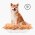 FURminator M Medium Dog Short Hair / Фурминатор для собак Средних пород с Короткой шерстью