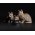 PRO PLAN KITTEN / Влажный корм Паучи ПРО ПЛАН для котят с говядиной в соусе (цена за упаковку)