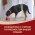 PURINA ONE ADULT / Сухой корм Пурина УАН для взрослых собак средних и крупных пород с курицей