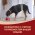 PURINA ONE ADULT / Сухой корм Пурина УАН для взрослых собак средних и крупных пород с ягненком