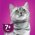 Whiskas 7+ / Паучи Вискас для Пожилых кошек рагу Курица (цена за упаковку)