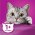 Whiskas / Паучи Вискас для кошек Лосось желе (цена за упаковку)