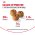 Royal Canin Breed cat Siamese / Сухой корм Роял Канин для взрослых кошек Сиамской породы старше 1 года
