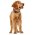 Hunter Hilo Vario Basic / Ошейник Хантер для собак сетчатый текстиль Красный Hunter Hilo Vario Basic / Ошейник Хантер для собак сетчатый текстиль Красный