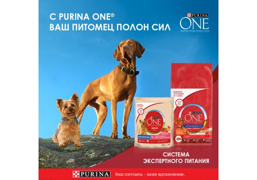 PURINA ONE MINI / Влажный корм Паучи Пурина УАН для взрослых собак мелких пород при активном образе жизни с говядиной (цена за упаковку)