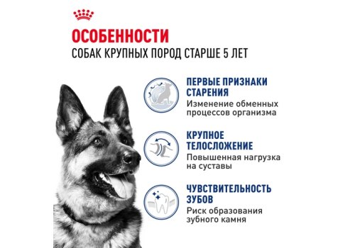 Royal Canin Maxi Adult 5+ / Сухой корм Роял Канин Макси Эдалт 5+ для взрослых собак Крупных пород в возрасте от 5 до 8 лет