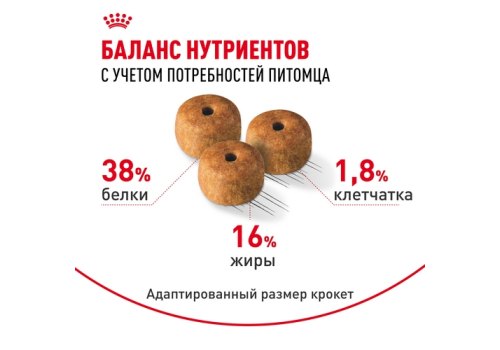 Royal Canin Breed cat Siamese / Сухой корм Роял Канин для взрослых кошек Сиамской породы старше 1 года