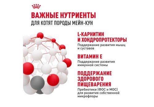 Royal Canin Breed cat Kitten Maine Coon / Сухой корм Роял Канин для Котят породы Мэйн Кун в возрасте до 15 месяцев