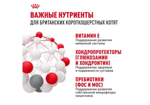 Royal Canin Breed cat Kitten British Shorthair / Сухой корм Роял Канин для Котят породы Британская короткошерстная в возрасте от 4 до 12 месяцев