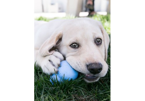 Kong Puppy Classic / Игрушка Конг для Щенков Цвета: розовый, голубой (указывайте цвет в комментарии к заказу)