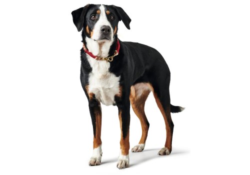 Hunter Tinnum / Ошейник Хантер для собак Красный с Бежевым