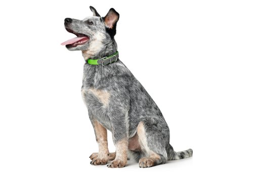 Hunter Convenience Comfort / Ошейник Хантер для собак Биотановый с мягкой горловиной Яблочный Зеленый