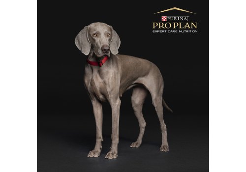 PRO PLAN ACTI PROTECT / Сухой корм ПРО ПЛАН для взрослых собак с чувствительным пищеварением с ягненком