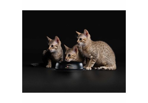 PRO PLAN KITTEN / Влажный корм Паучи ПРО ПЛАН для котят с индейкой в соусе (цена за упаковку)