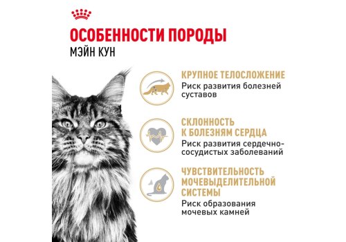 Royal Canin Breed cat Maine Coon / Сухой корм Роял Канин для Взрослых кошек породы Мэйн Кун старше 15 месяцев