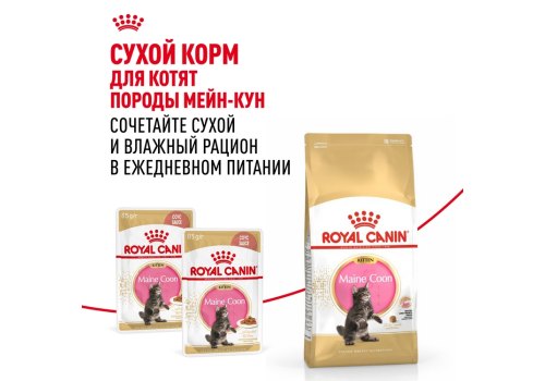 Royal Canin Breed cat Kitten Maine Coon / Сухой корм Роял Канин для Котят породы Мэйн Кун в возрасте до 15 месяцев