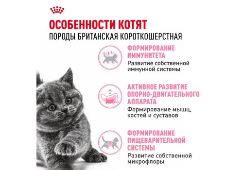 Royal Canin Breed cat Kitten British Shorthair / Сухой корм Роял Канин для Котят породы Британская короткошерстная в возрасте от 4 до 12 месяцев
