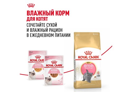 Royal Canin Breed cat Kitten British Shorthair / Сухой корм Роял Канин для Котят породы Британская короткошерстная в возрасте от 4 до 12 месяцев