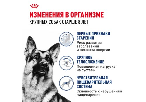 Royal Canin Maxi Ageing 8+ / Сухой корм Роял Канин Макси Эйджинг 8+ для Пожилых собак Крупных пород старше 8 лет