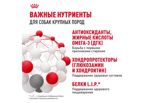 Royal Canin Maxi Ageing 8+ / Сухой корм Роял Канин Макси Эйджинг 8+ для Пожилых собак Крупных пород старше 8 лет