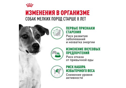 Royal Canin Mini Adult 8+ / Сухой корм Роял Канин Мини для Пожилых собак Мелких пород старше 8 лет