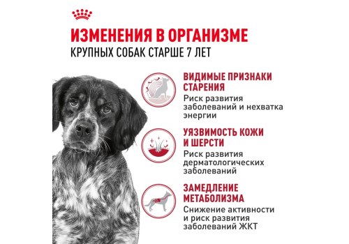 Royal Canin Medium Adult 7+ / Сухой корм Роял Канин Медиум для Пожилых собак Средних пород старше 7 лет