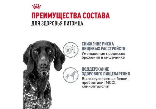 Royal Canin Maxi Digestive Care / Сухой корм Роял Канин Макси Дайджестив Кэа для собак Крупных пород с Чувствительным пищеварением
