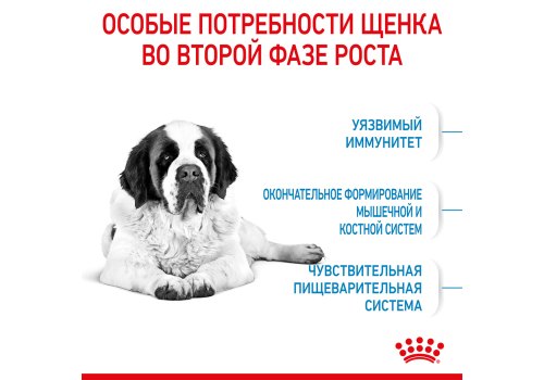 Royal Canin Giant Junior / Сухой корм Роял Канин Джайнт Юниор для Щенков Гигантских пород в возрасте от 8 месяцев до 2 лет