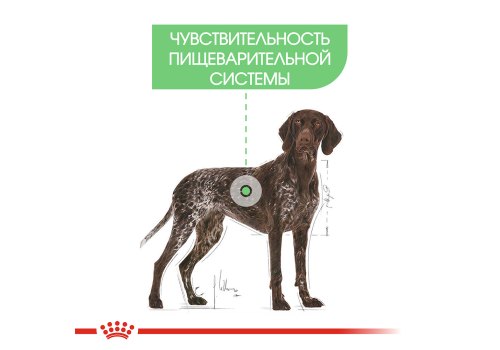 Royal Canin Maxi Digestive Care / Сухой корм Роял Канин Макси Дайджестив Кэа для собак Крупных пород с Чувствительным пищеварением