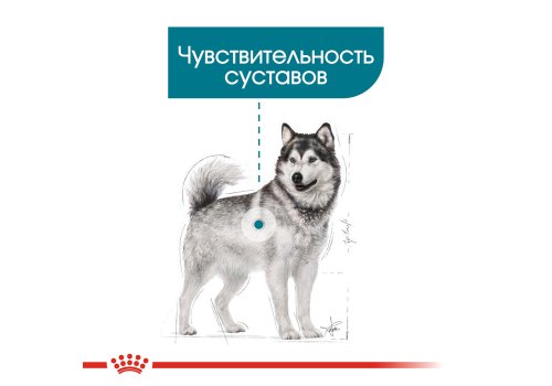 Royal Canin Maxi Joint Care / Сухой корм Роял Канин Макси Джойнт Кэа для взрослых собак Крупных пород помощь Суставам