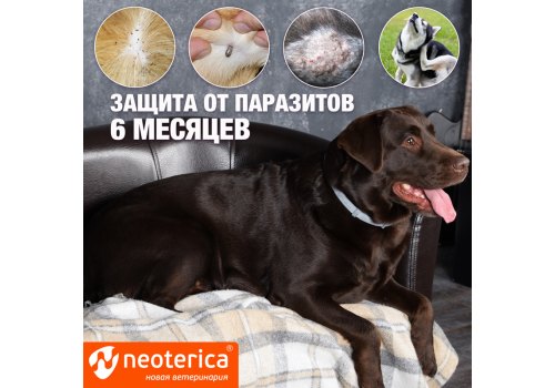 Rolf Club 3D / Ошейник Рольф Клуб от Клещей и Блох для Щенков и Мелких собак