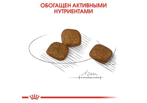 Royal Canin Mini Coat Care / Сухой корм Роял Канин Мини Коат Кеа для собак Мелких пород весом до 10 кг Здоровая и блестящая шерсть