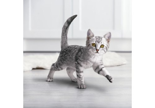 PURINA ONE KITTEN / Сухой корм Пурина УАН для котят с курицей