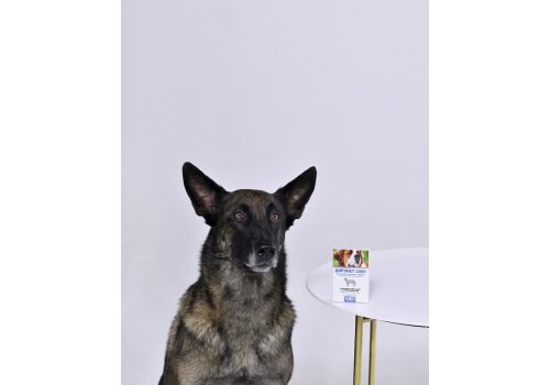 АгроВетЗащита Диронет 1000 / Антигельминтный препарат для собак Крупных пород