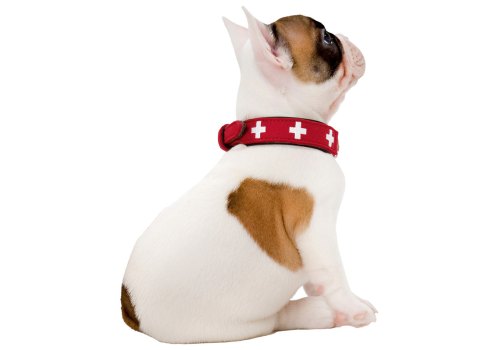 Hunter Swiss / Ошейник Хантер для собак кожа Красно-черный